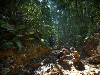 (ALL INTERNAL, LIMITED EXTERNAL USES) Forest guards Lebin Yen (blue & orange shirt) and Yatin (brown shirt & jean shorts) examining flora and fauna in the Wehea forest of Kalimanta, Borneo, Indonesia. The Wehea forest is the site of continuing forest research by The Nature Conservancy. The Conservancy is working with local village leaders, the Indonesia government, industry and other conservation organizations in East Kalimantan, to develop a road map for creating direct economic incentives to maintain the forests. This effort is a key component of the Conservancy’s strategy to ground-truth concepts and policies under discussion as the world’s countries look for a global climate change solution.The approach—called Reducing Emissions from Deforestation and Degradation (REDD)—is about providing alternatives to over-harvesting forests. PHOTO CREDIT: © Bridget Besaw