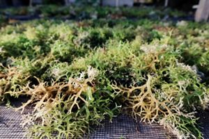 seaweed cultivation kios konservasi