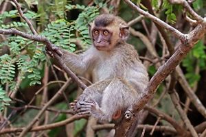 Long-tailed Macaque