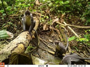 Lutung Kutai