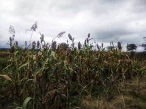 Sorghum has become one of the main food sources for the people of Eilogo Village.