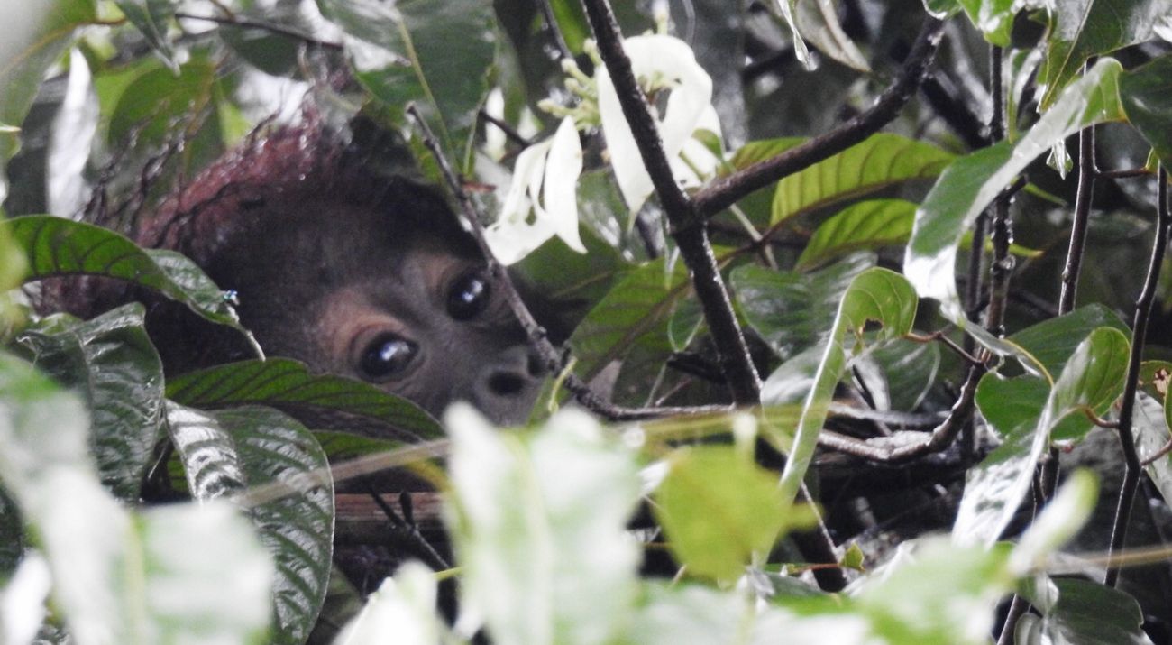 Orang utan Kalimantan