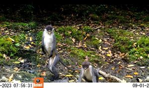 Lutung Kutai
