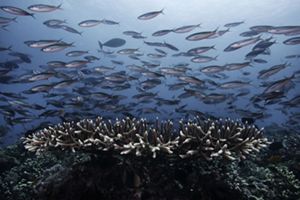 alam bawah laut indonesia penuh dengan kekayaan sumber daya ikan