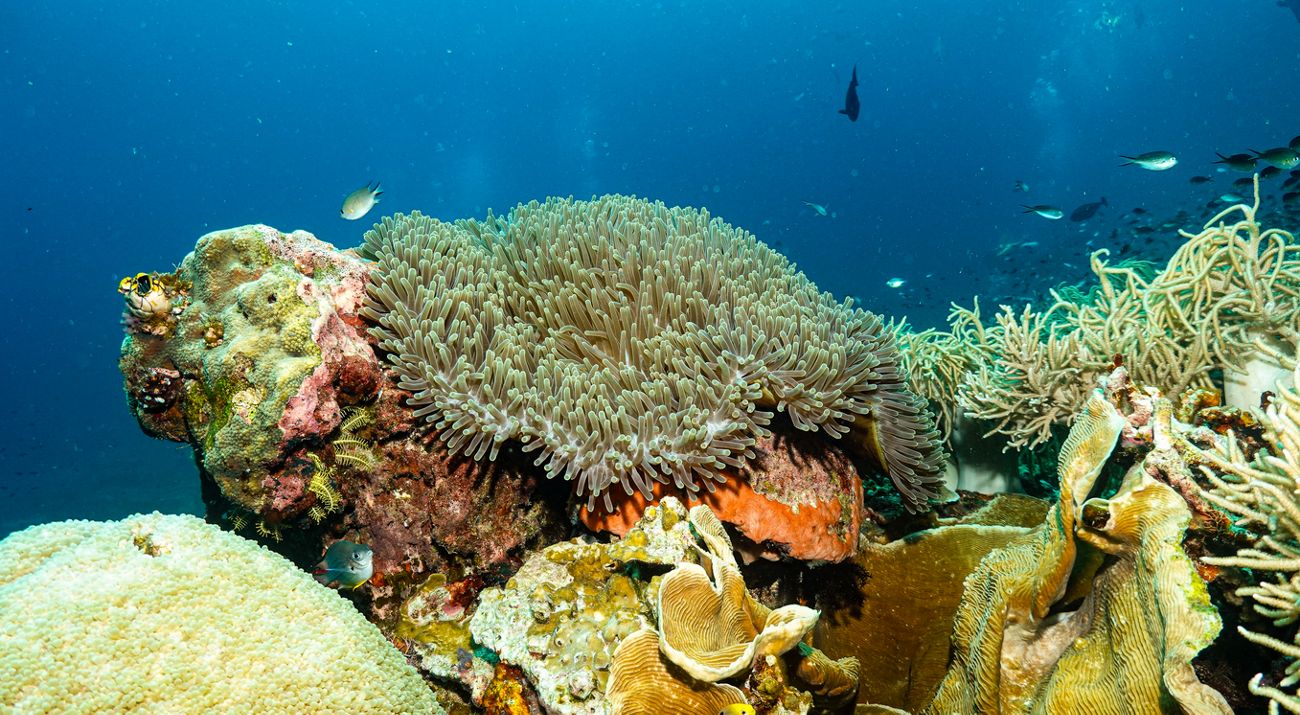 Terumbu Karang, Sawandarek, Raja Ampat, Papua Barat