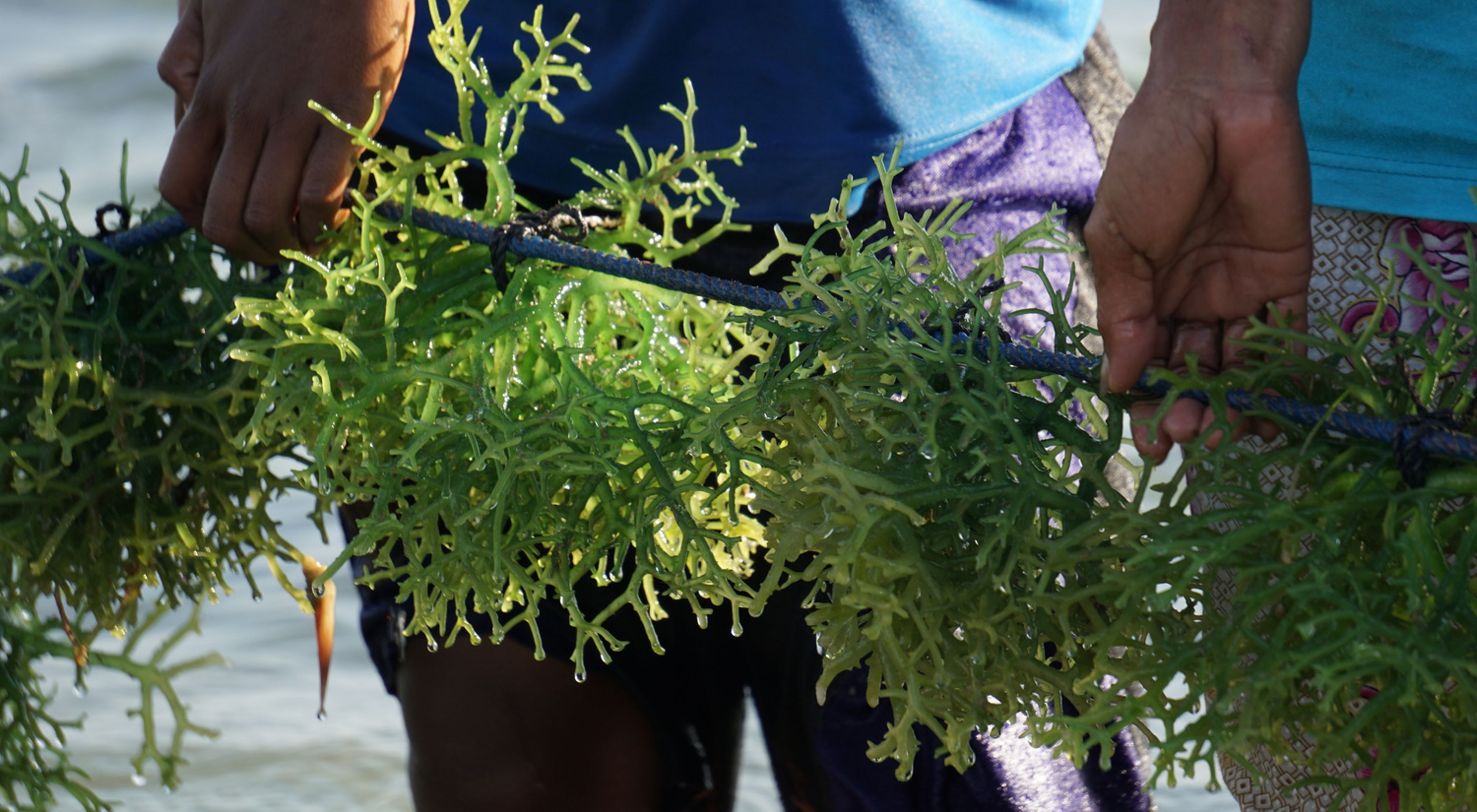 Pupulo Seaweed Farming Supports Coastal Preservation of the Sawu Sea
