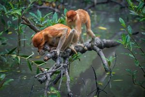 Bekantan Kalimantan