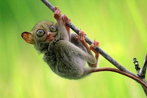 tarsius ingkat di hutan Wehea