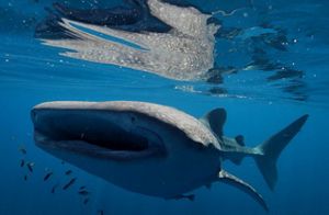 Whale Shark