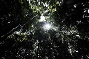 Hutan lindung wehea-kelay