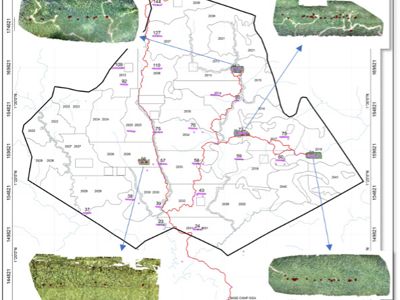 One of YKAN's orangutan monitoring and survey activities in the Wehea Forest with drone coverage.
