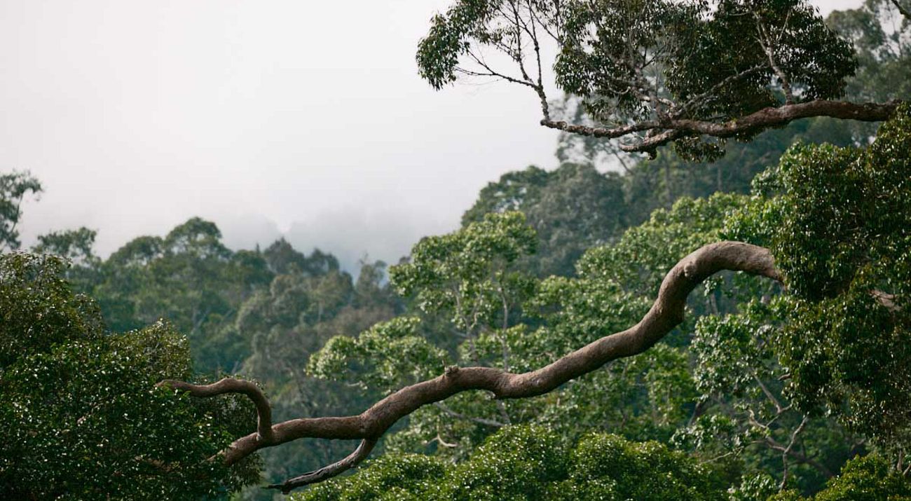 Hutan lindung wehea kelay