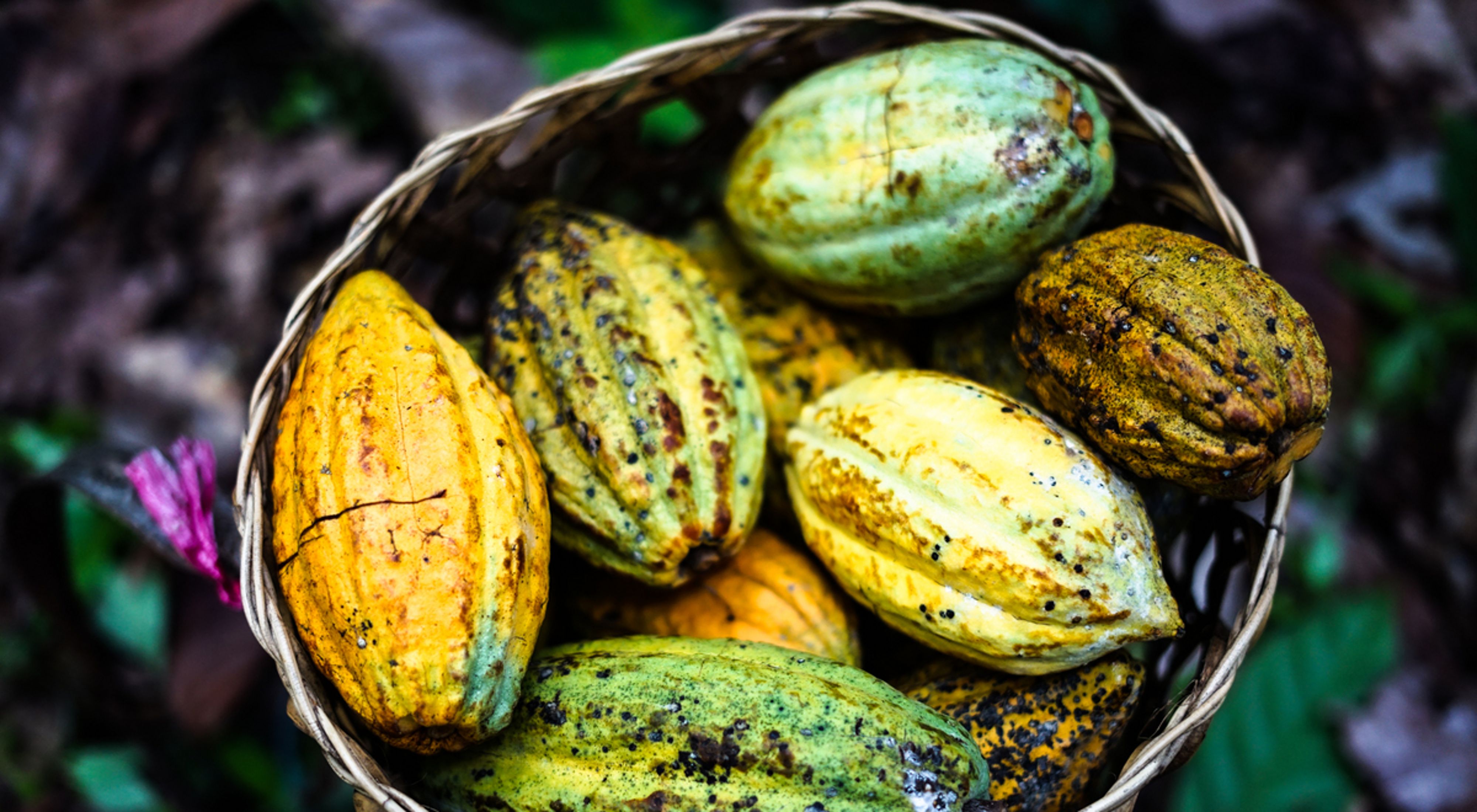 Borneo Cacao