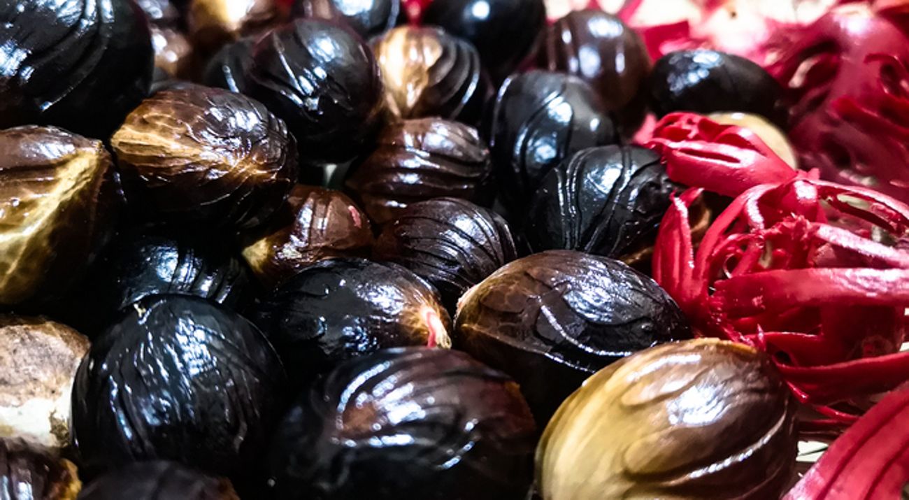 Borneo Nutmeg