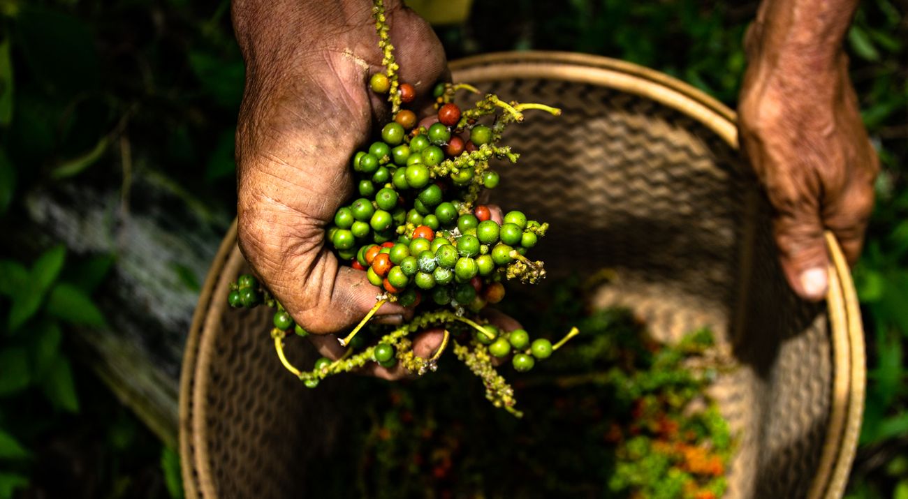 Borneo Peppercorns