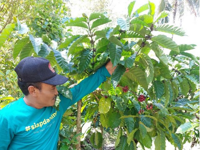Pak Sarim, Kepala Dusun Gingsir, Desa Rahwatu, yang juga seorang petani kopi tengah memperlihatkan pohon kopi yang ditanam oleh masyarakat Desa Rahtawu. Banyak masyarakat yang menanam kopi karena memiliki nilai ekonomi tinggi.