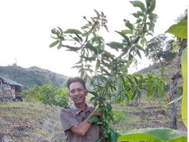 Pak Mashuri, Ketua Kelompok Tani Wonorejo, Dukuh Kaliwuluh, Desa Gondoharum, menunjukkan pohon mangga yang ditanam di area rehabilitasi tahap pertama Desa Gondoharum.