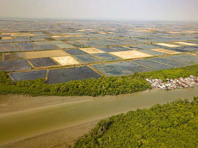Sejauh mata memandang adalah tambak. 70% tambak yang ada di pesisir OKI berada di kawasan Hutan Lindung. Alih-fungsi hutan mangrove menjadi tambak adalah salah satu persoalan lingkungan yang ada di pesisir OKI.