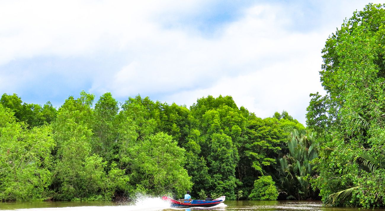 Mangrove Pesisir OKI
