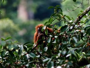 Anak orangutan sedang memakan buah pohon ara. Pohon ara (Ficus sp) saat berbuah, adalah surga bagi orangutan dan lumrah dijumpai berkelompok dalam satu pohon di habitat asalnya
