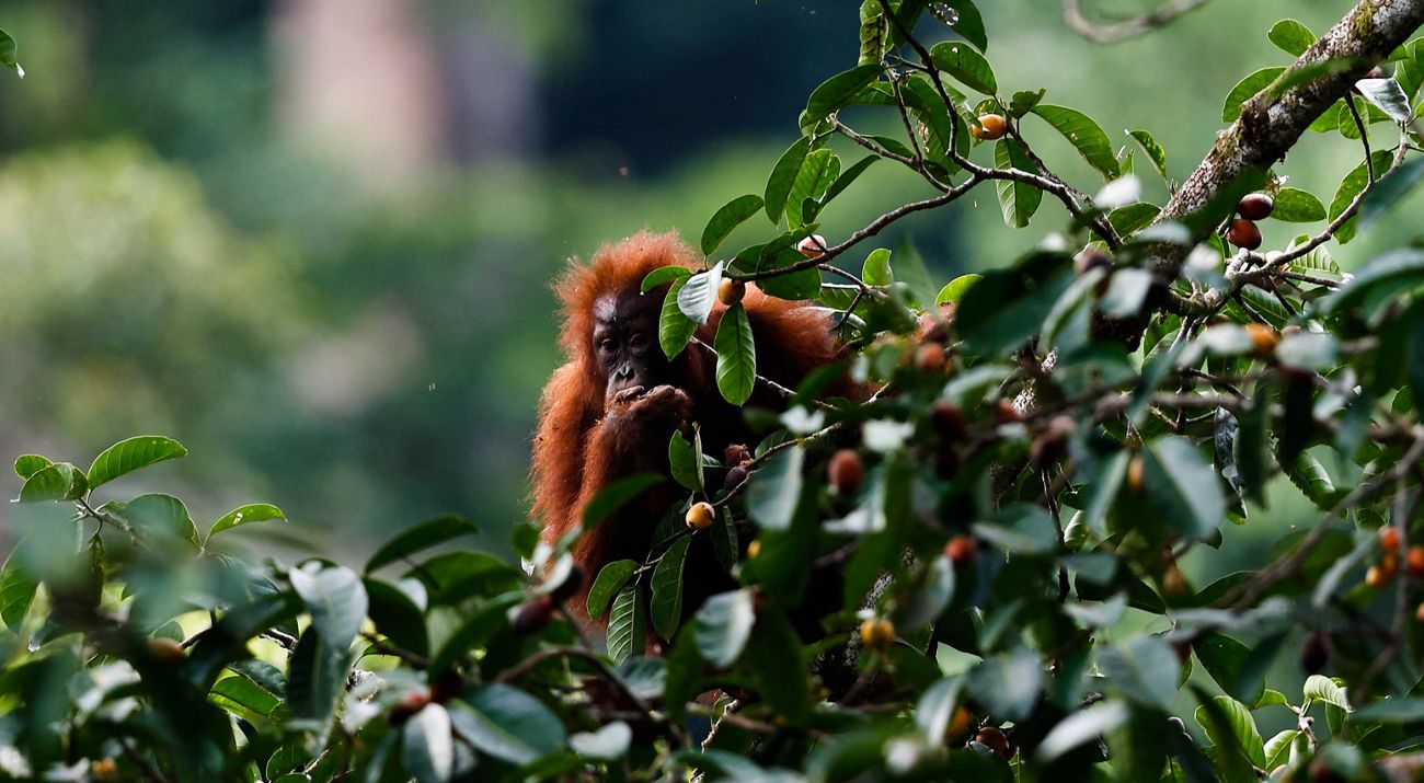 Orang Utan Kalimantan