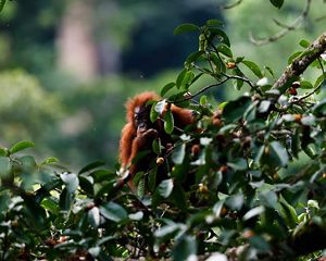 Anak orangutan sedang memakan buah pohon ara. Pohon ara (Ficus sp) saat berbuah, adalah surga bagi orangutan dan lumrah dijumpai berkelompok dalam satu pohon di habitat asalnya
