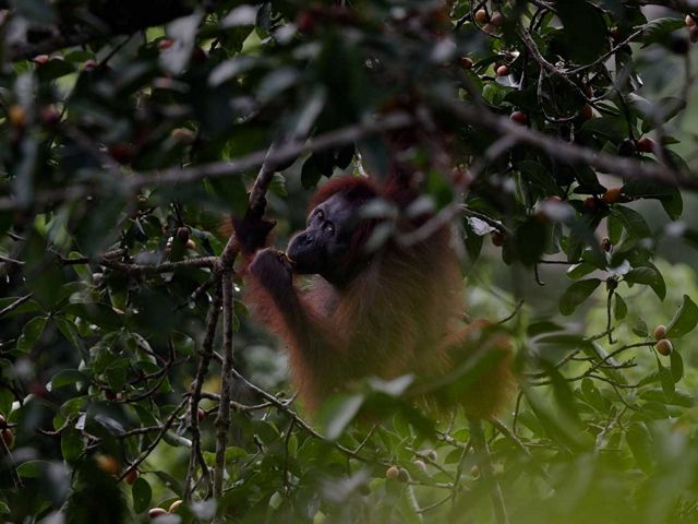 Individu orangutan betina menikmati buah pohon ara.