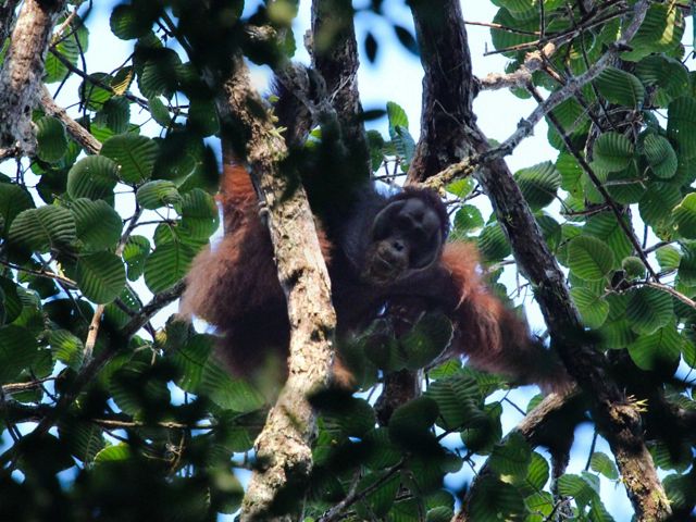 Orangutan jantan dewasa berpipi (flanged male) sedang melihat dari atas pohon keruing mangkok (Dipterocarpus confertus) ke peneliti yang mengambil gambarnya.