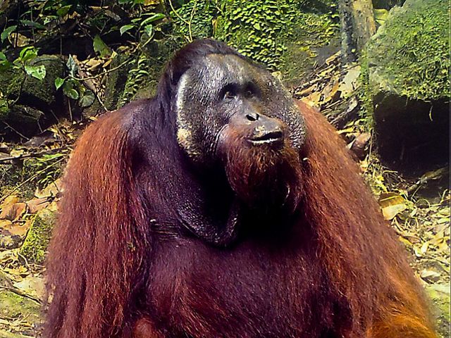 Orangutan jantan dewasa berpipi yang sudah senior menikmati mineral dari sepan di Hutan Lindung Wehea. Ukuran tubuh yang besar mengindikasikan kemakmuran orangutan dari habitat yang produktif dan aman dari gangguan.