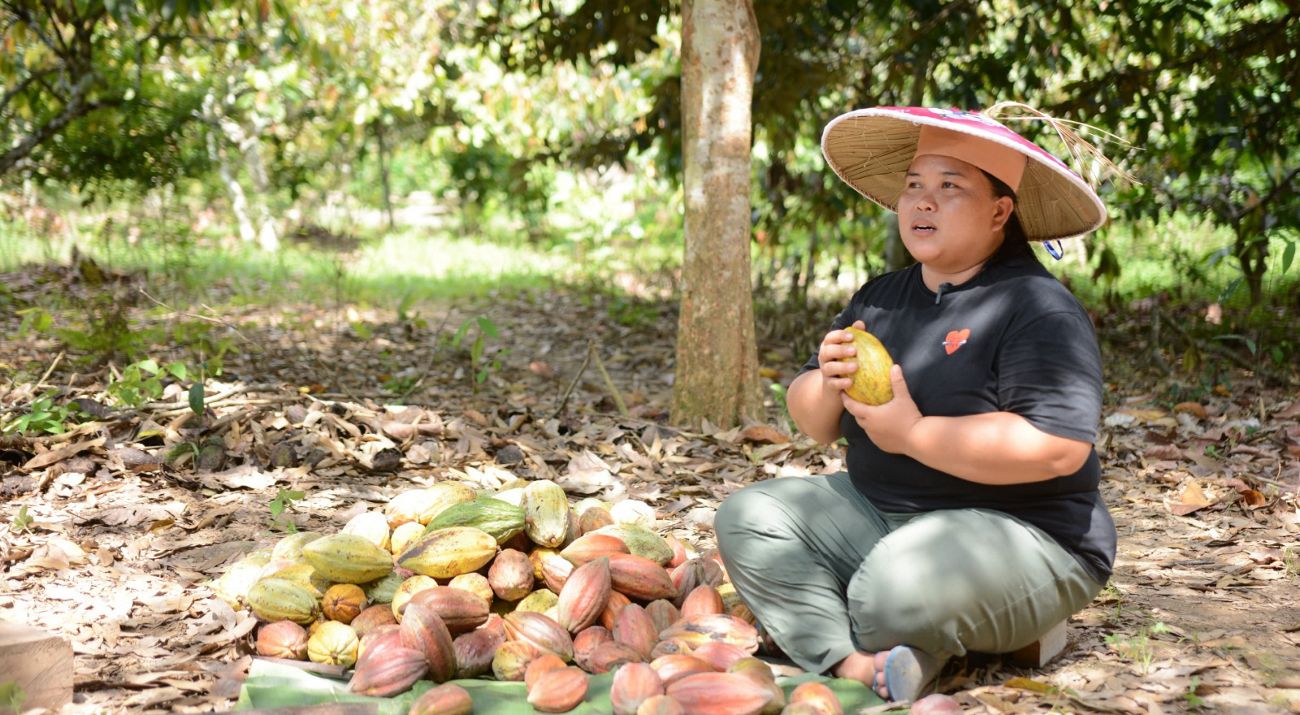 Perkebunan coklat Kampung Merasa