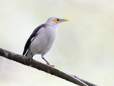 Jalak Putih