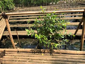 Sampah diakar mangrove