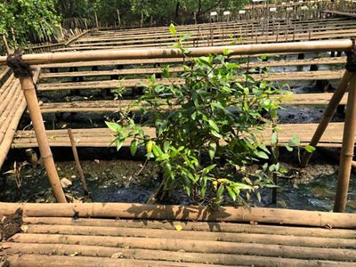 Sampah diakar mangrove
