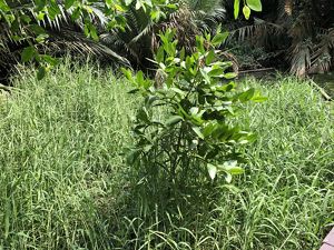 Tanaman invasif di area mangrove