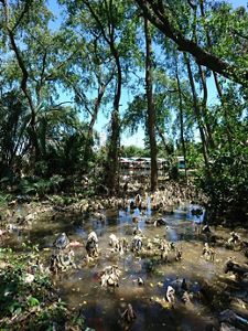 Sampah diakar mangrove