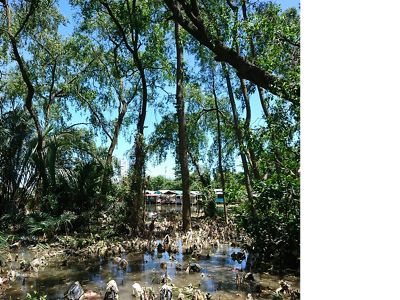 Sampah diakar mangrove