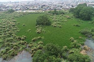 Tanaman invasif di area mangrove