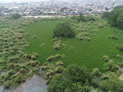 Tanaman invasif di area mangrove