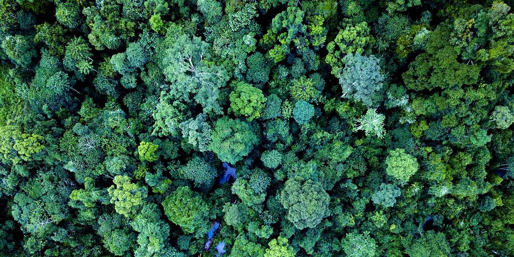 Hutan Kalimantan