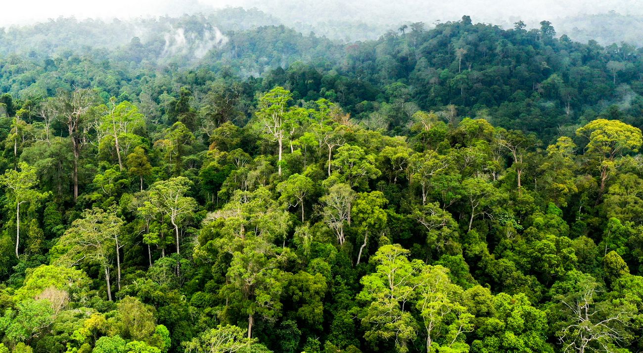 Hutan Kalimantan