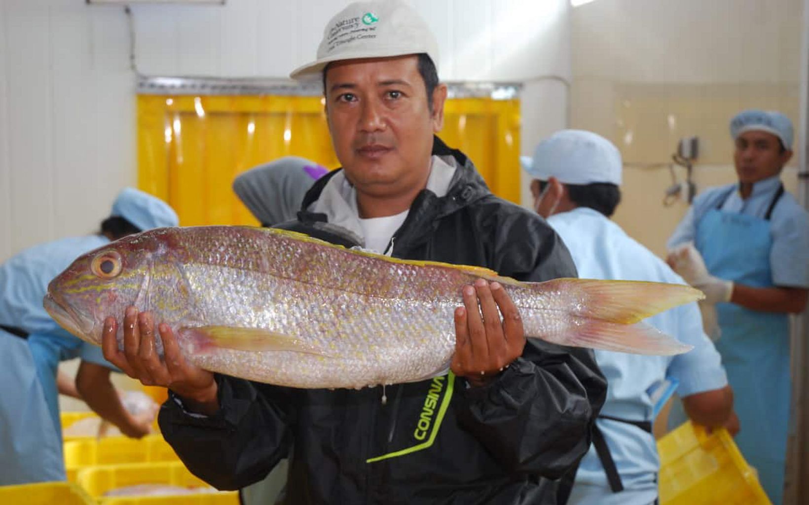 Goldband snapper  Pristipomoides multidens, at a fish processing plant in Bali. © Peter Mous
