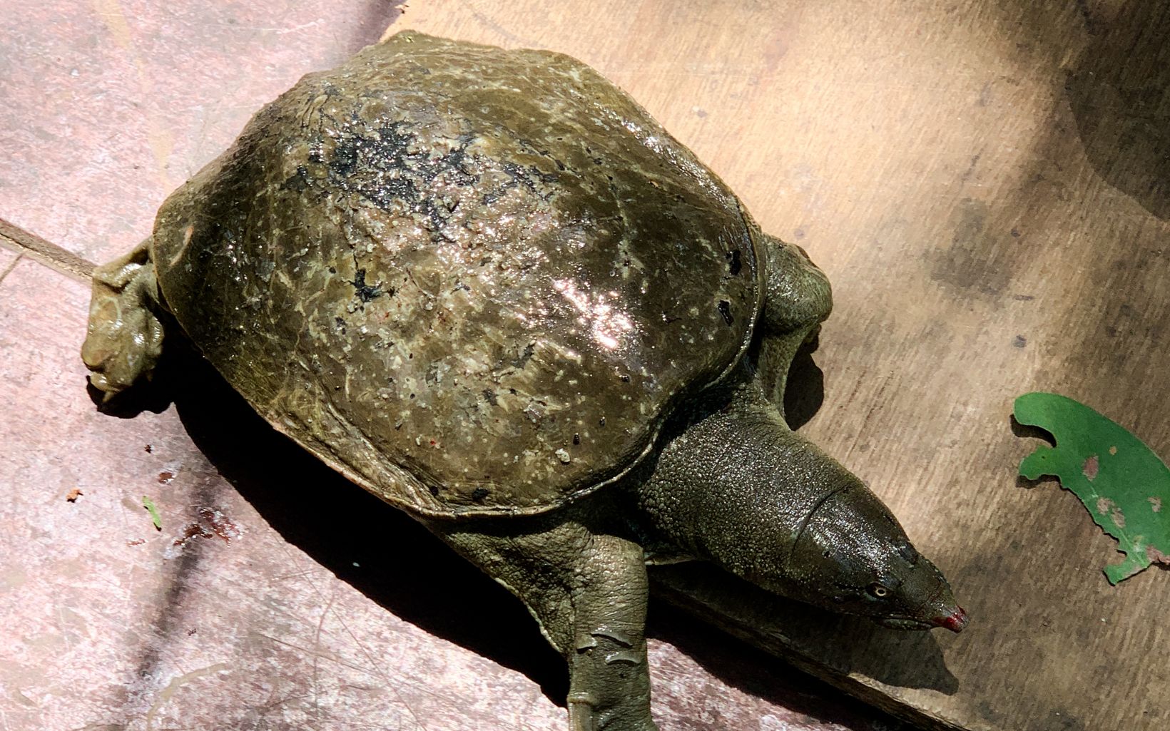  Chinese softshell-turtle/labi-labi cina (Pelodiscus sinensis) 