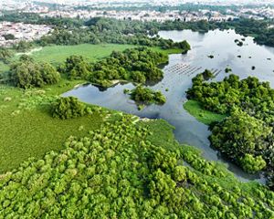 Pemandangan aerial Suaka Margasatwa Muara Angke.