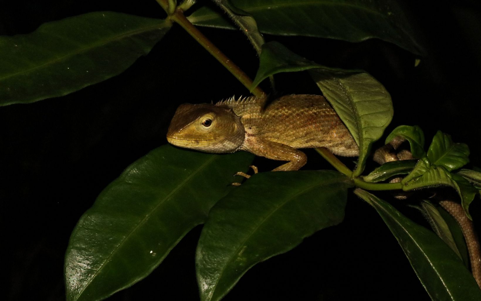 Keterangan Foto Oriental garden-lizard/bunglon taman (Calotes versicolor) © YKAN