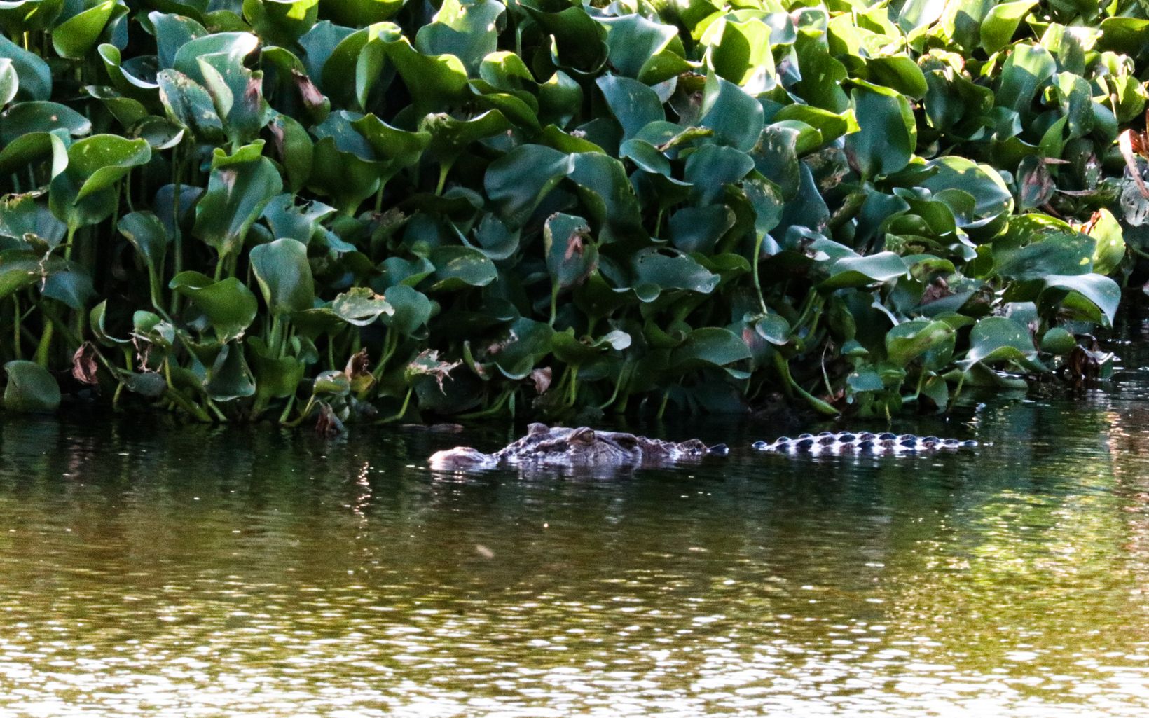 Keterangan Foto Saltwater crocodile/buaya muara (Crocodylus porosus) © YKAN
