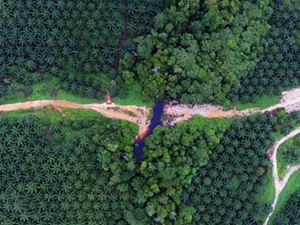 Area Konservasi di tengah perkebunan sawit PT Sentosa Kalimantan Jaya, bukti upaya penyelarasan kegiatan ekonomi dan konservasi.