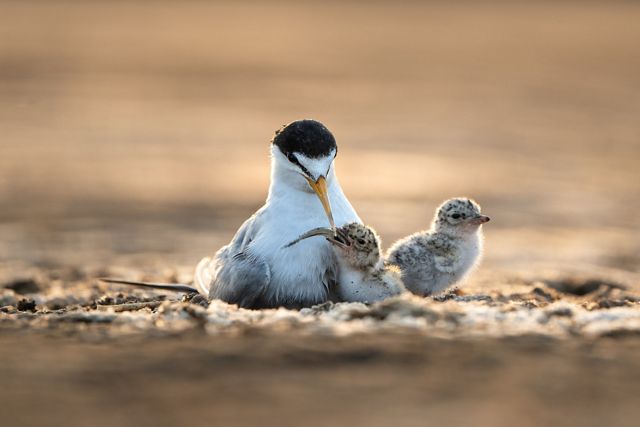 Tampak dalam foto seekor burung memberi makan ke dua anaknya di tepi pantai.