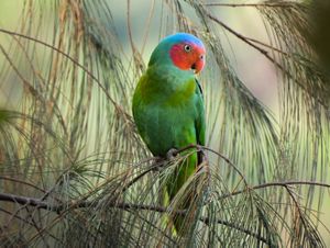Burung Nuri pipi-merah (Geoffroyus geoffroyi), sedang bertengger pada ranting pohon cemara.