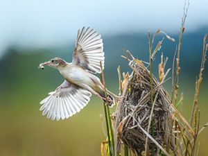 Cici padi adalah nama sejenis burung pengicau yang bertubuh kecil mungil. 