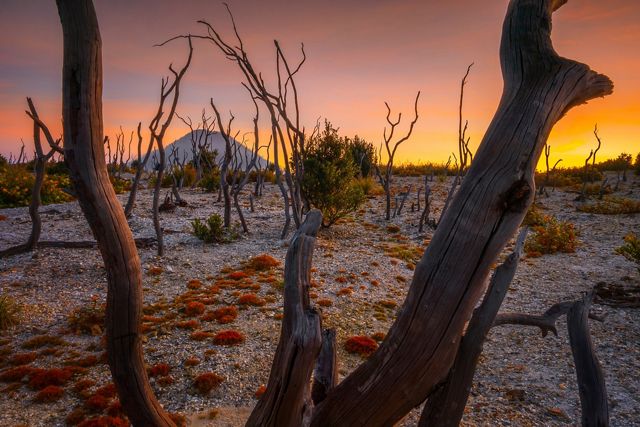 Pohon-pohon kering menghitam akibat letusan gunung berapi dan kini menjadi latar eksotis.